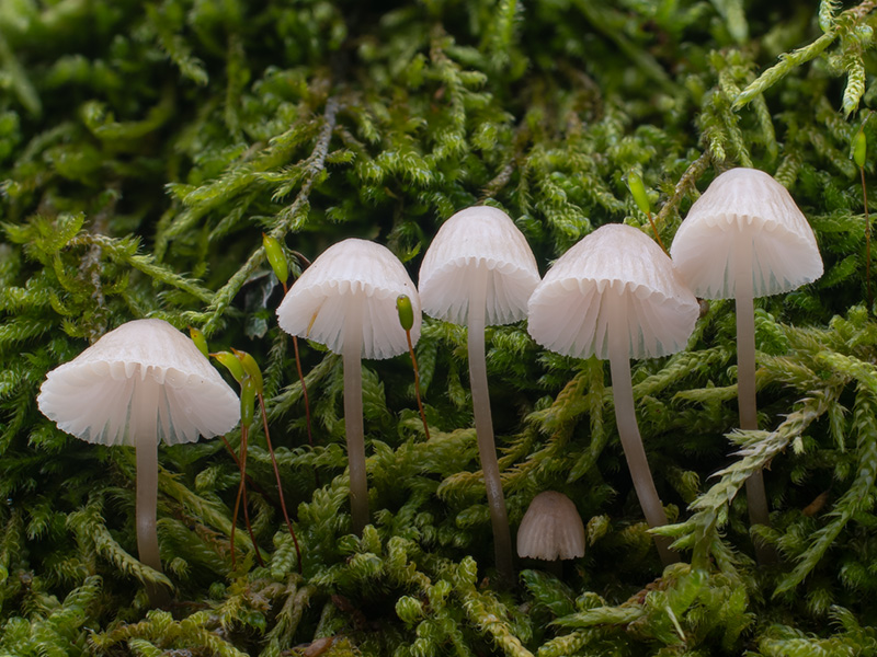 Mycena filopes Mycena filopes